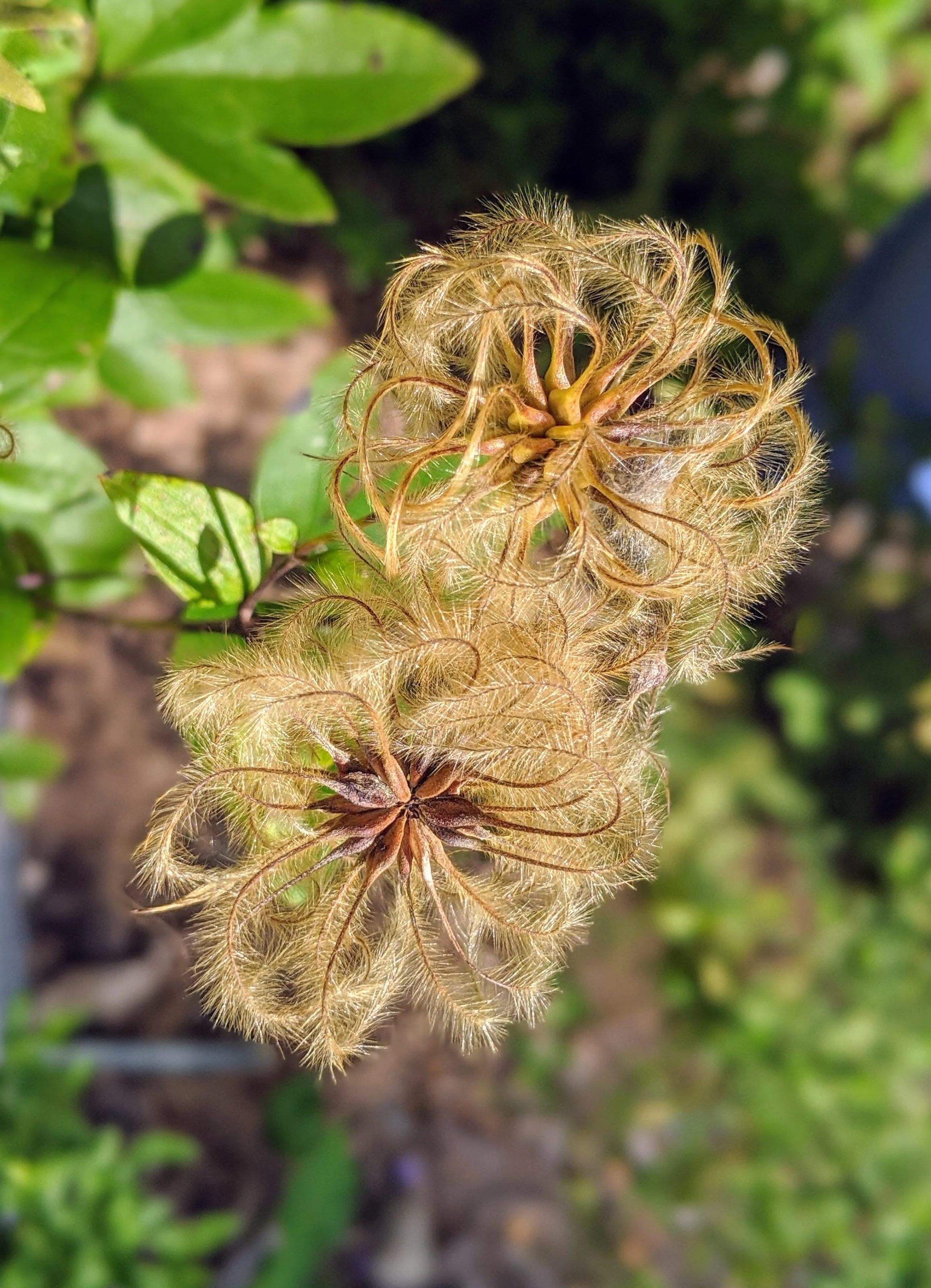 Clematis viorna seedheads Lissa.jpg