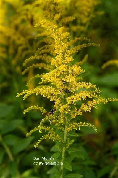 Solidago_rugosa--Dan-Mullen--CC-BY-NC-ND.jpg
