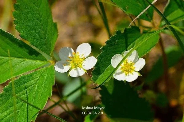Fragaria-virginiana--Joshua-Mayer--cc-by-sa-2-0.jpg