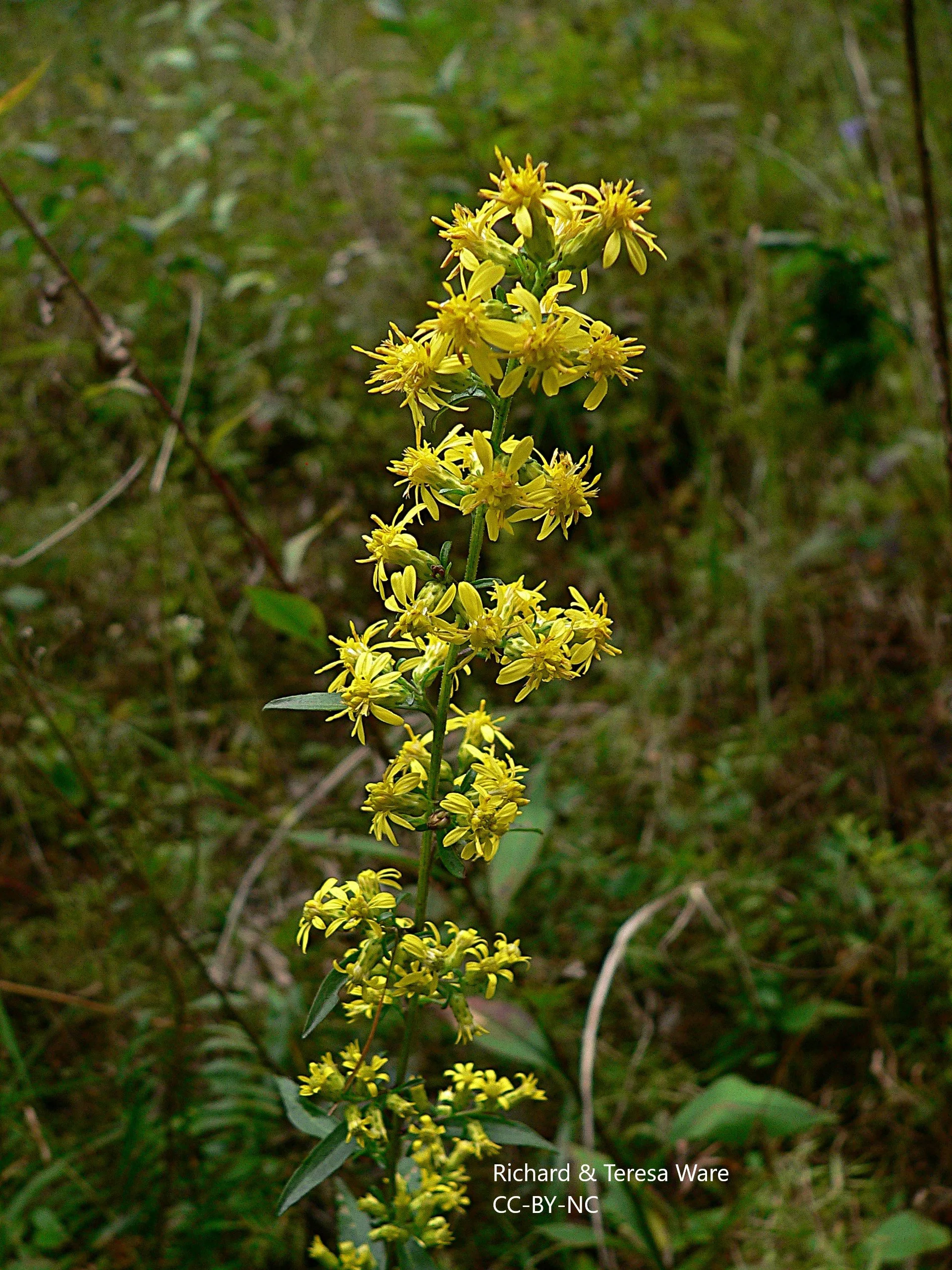 Solidago erecta (Slender Goldenrod)
