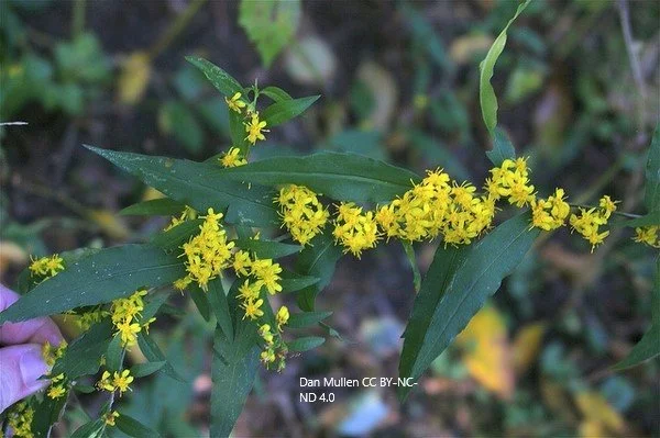 Solidago caesia (Bluestem or Axillary Goldenrod)