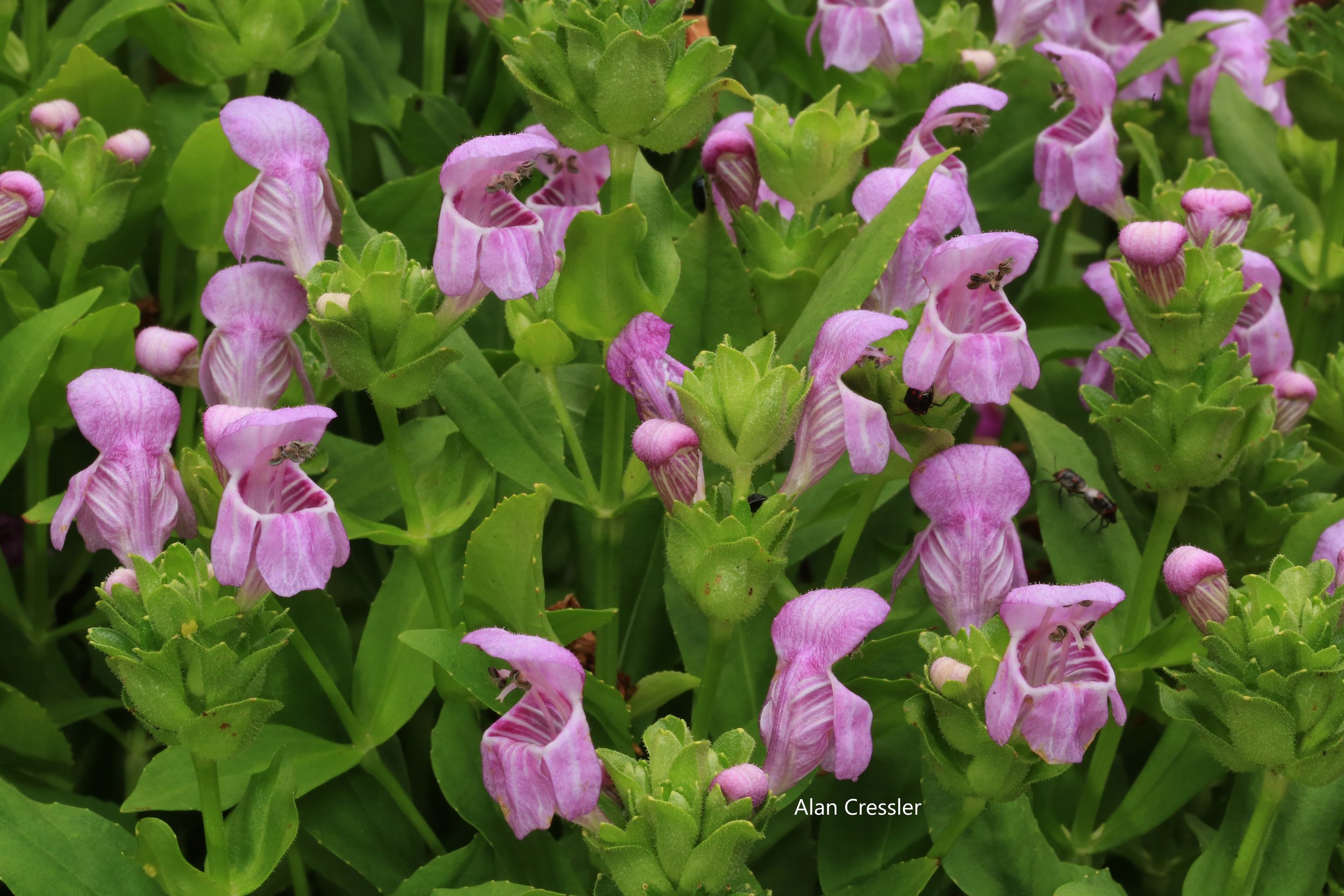 Macbridea caroliniana (Carolina Bogmint)