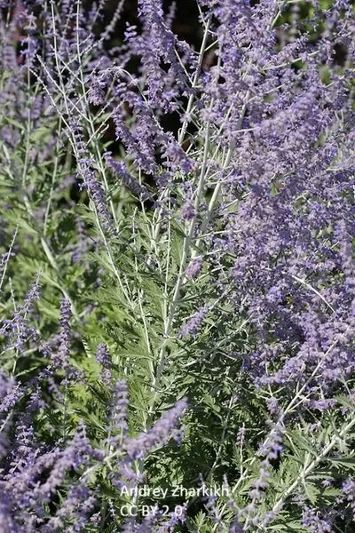 Perovskia-atriplicifolia--Andrey-Zharkikh--CC-BY.jpg