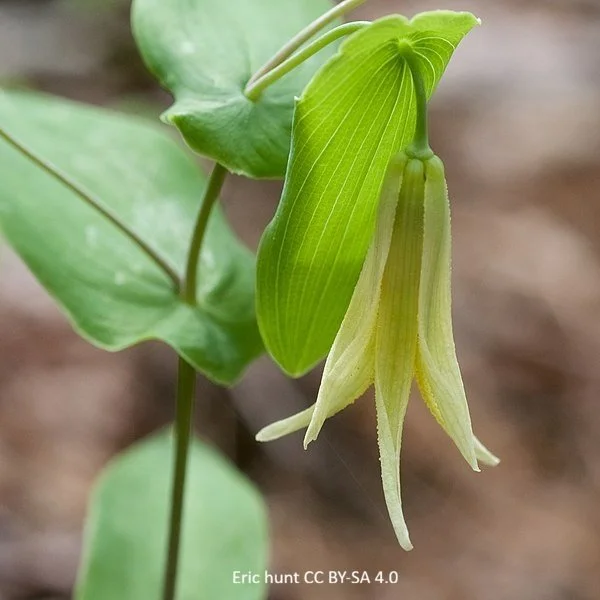 Uvularia_perfoliata__cXIFrTOjdSxE.jpg