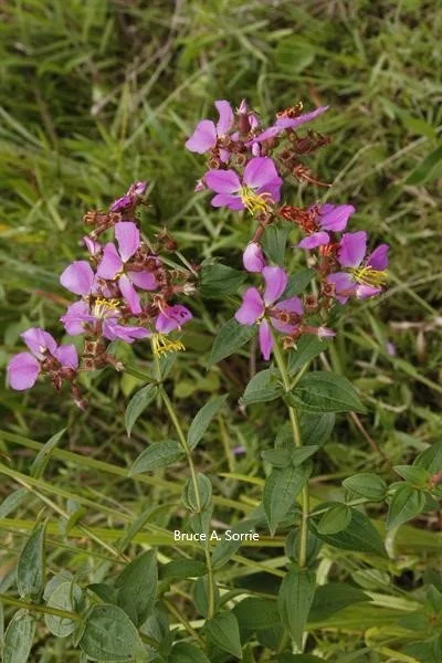 Rhexia virginica Bruce A. Sorrie.jpg