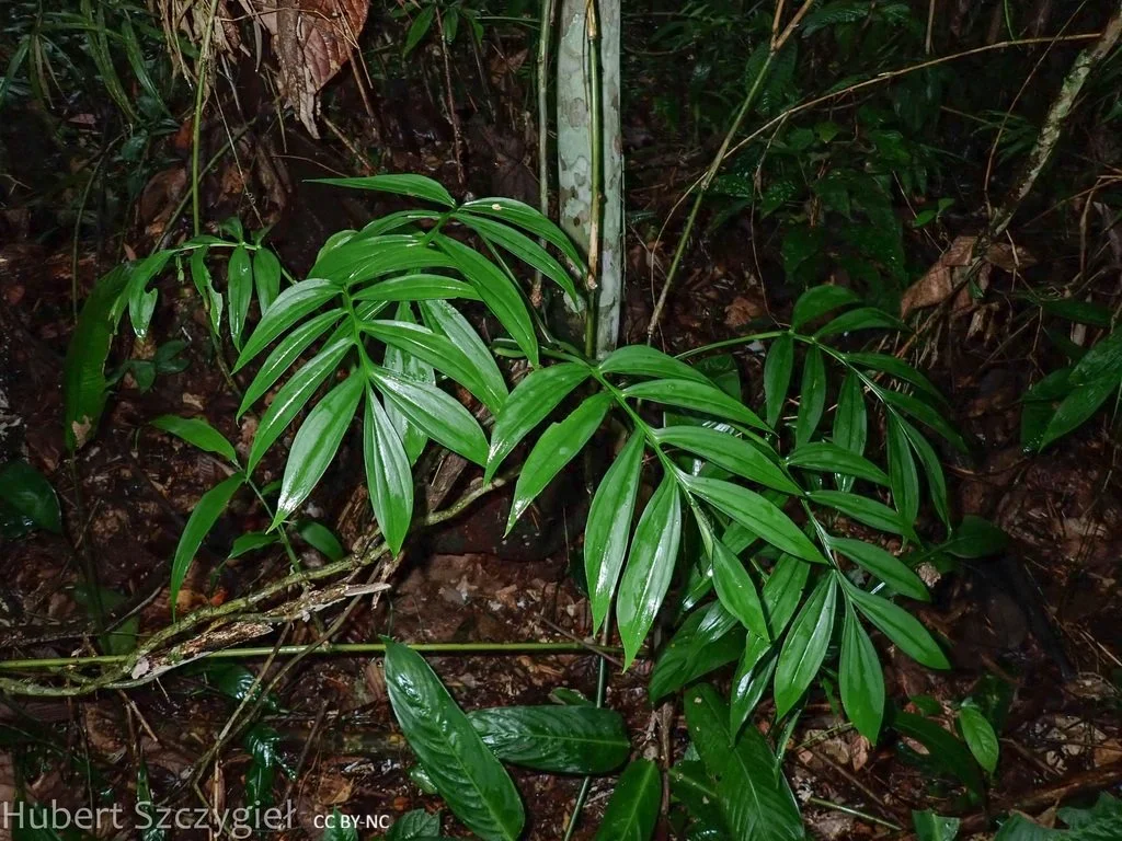 Monstera subpinnata