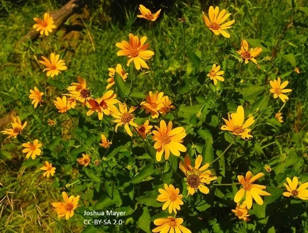 Heliopsis_helianthoides_Joshua_Mayer_ccbysa2.0.jpg