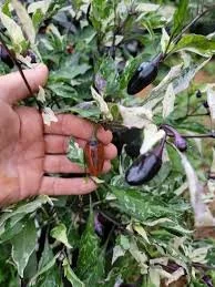 pepper purple tiger.jpg