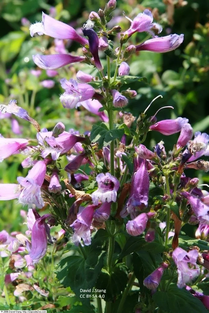 Penstemon_smallii_David Stang_Ex9to6mA6JmI.jpg
