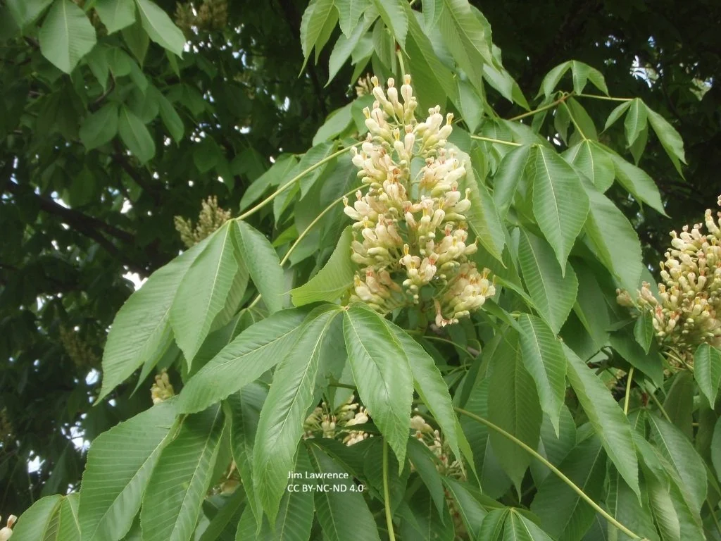 Aesculus_flava_bl_xZOzzKdvskPa.jpg