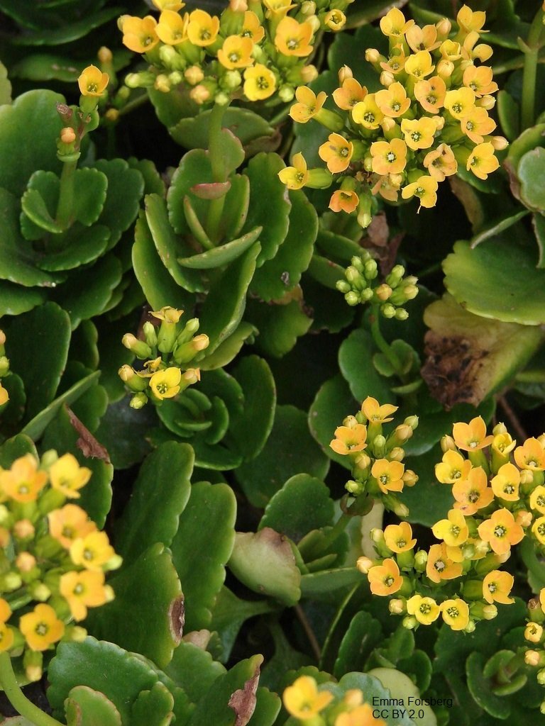 Kalanchoe_blossfeldi Emma.jpg