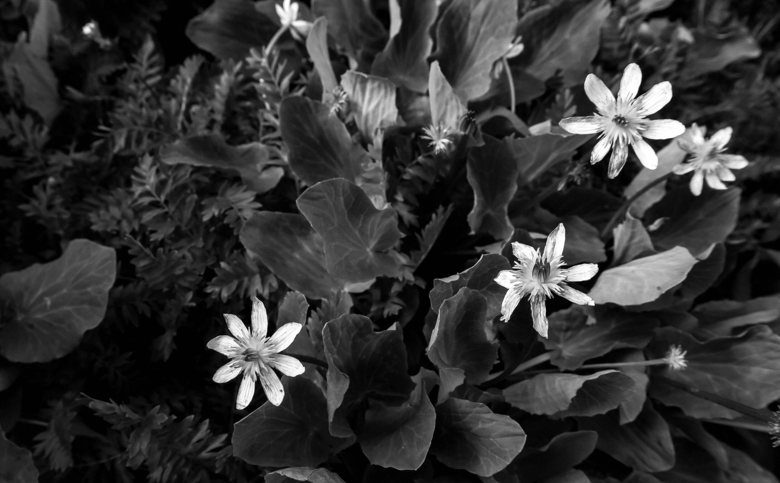 DSC01238_edited.jpg