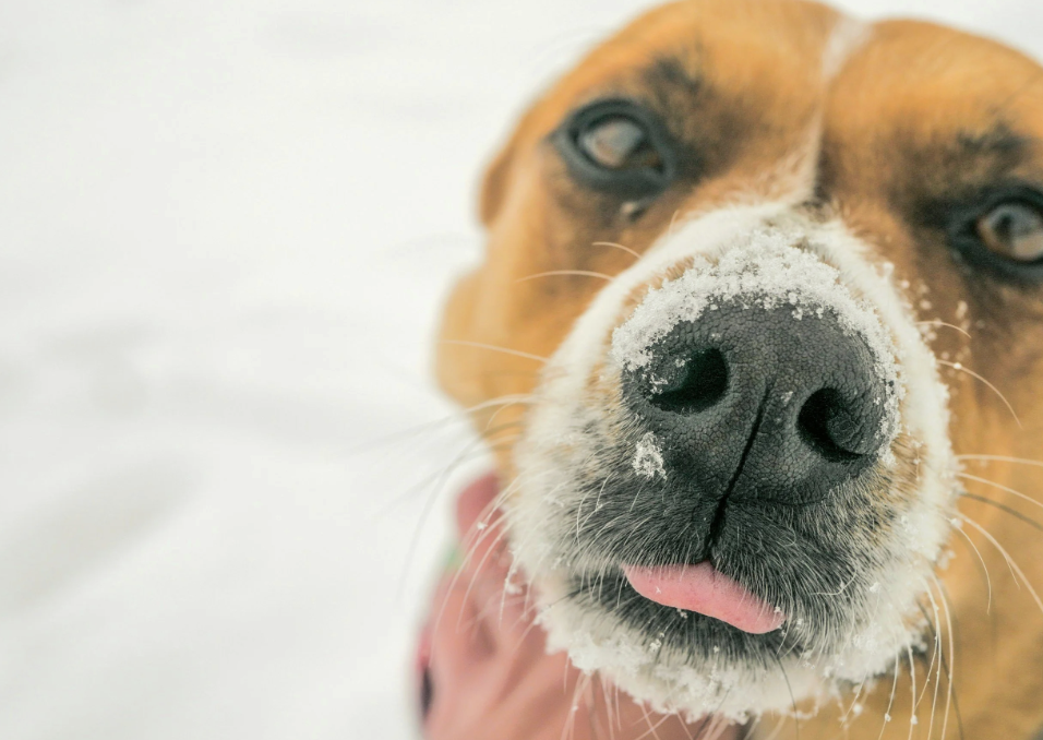Enrichment Ideas and Cold Weather Care for Dogs