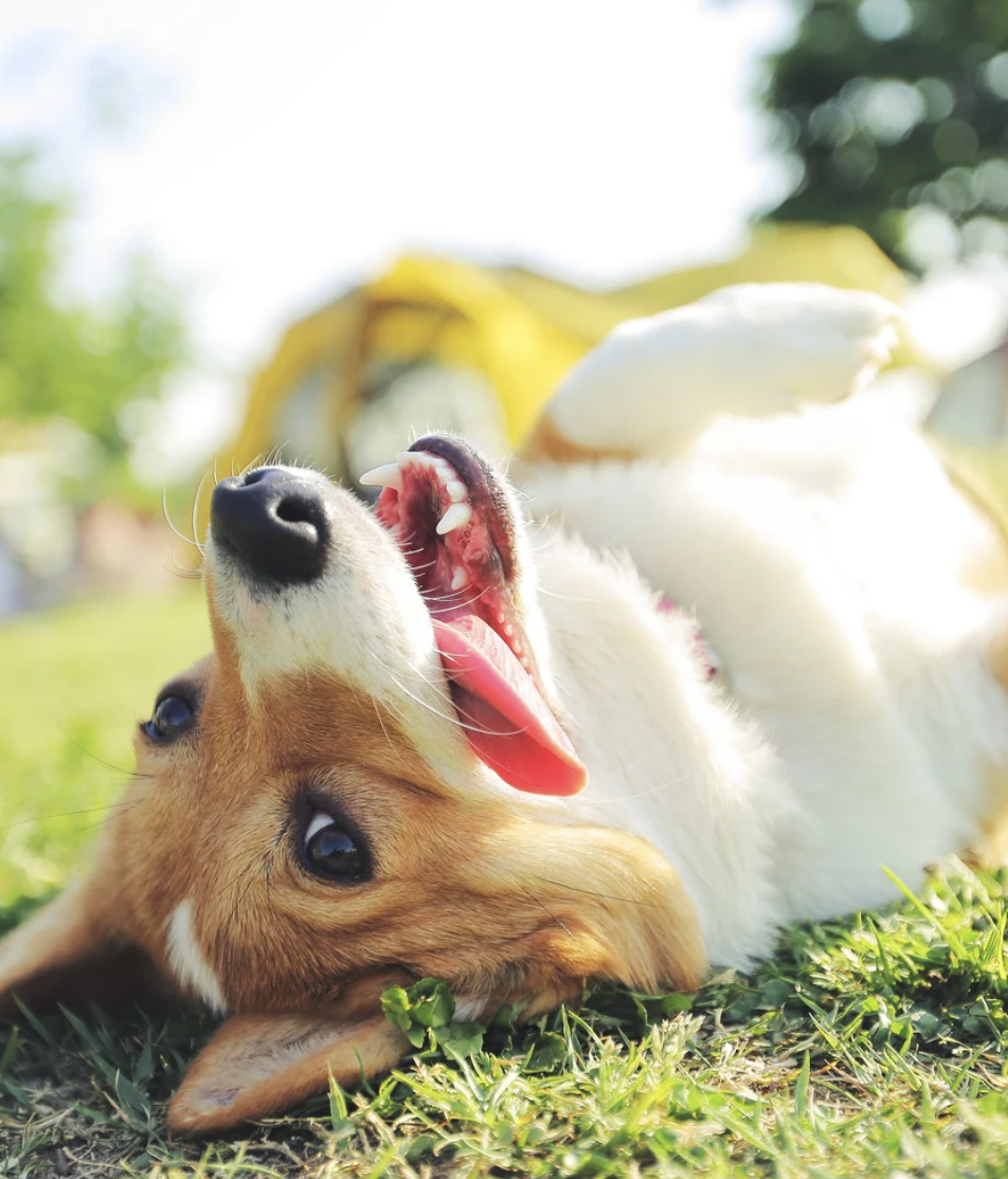 Yard Safety Checklist for Spring