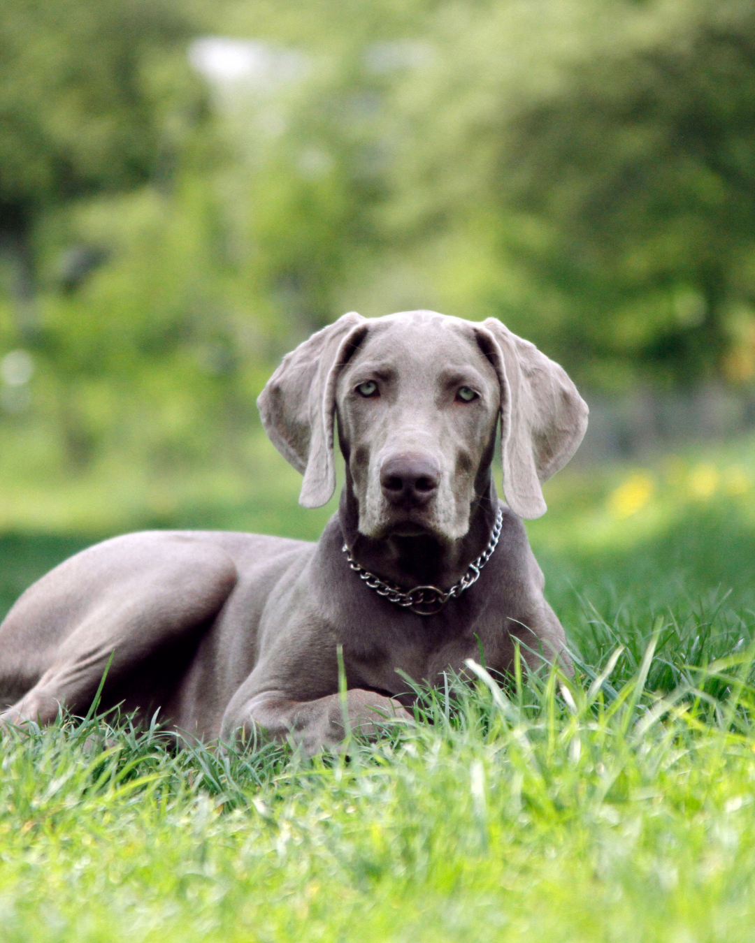 Spring Tips and Lawn Safety for Your Dog