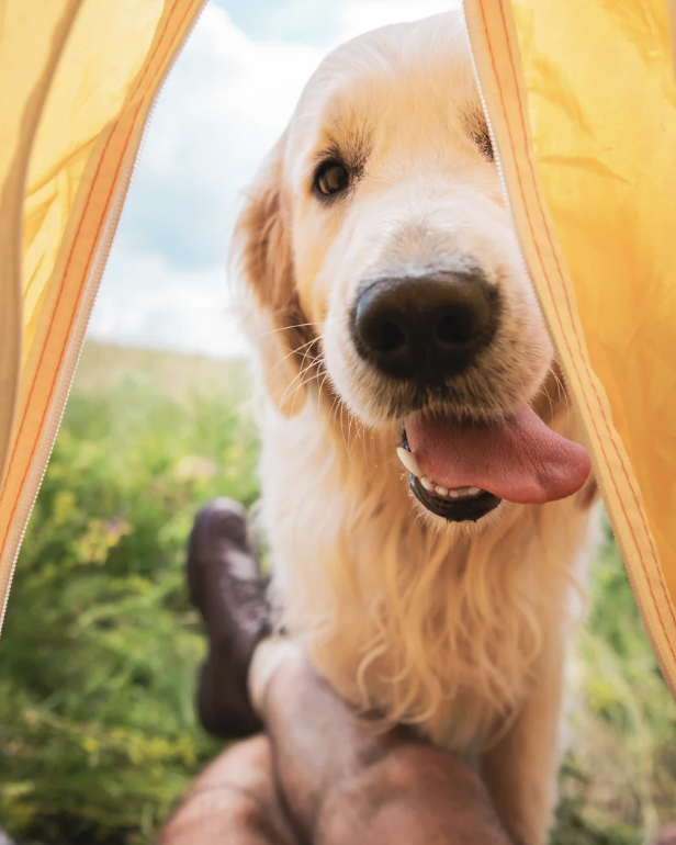 Ticks, Trails &amp; Camping Season