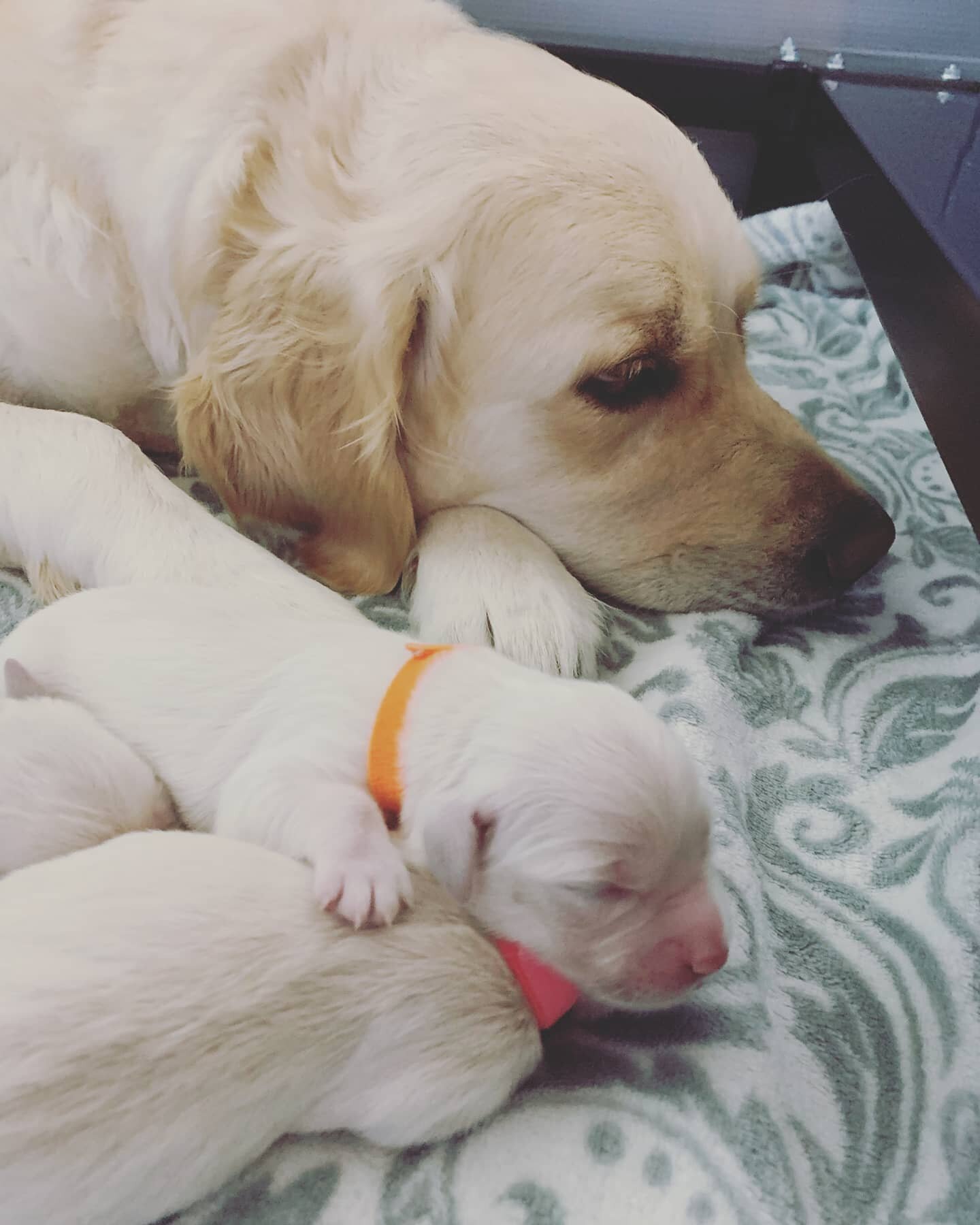 Sunflower babies #englishgoldenretriever  #puppiesofinstagram #puppiesofinsta #goldenretrieverpuppy