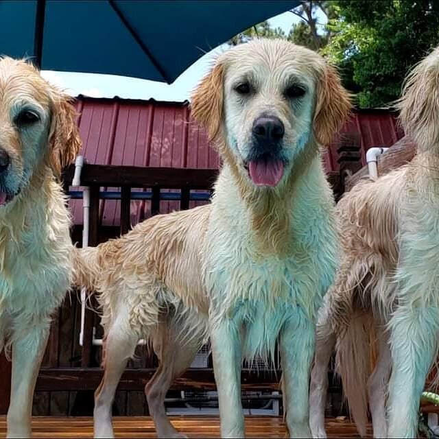 #bestdayever

#enchantedretrievers #goldenretriever #cutestpuppies 
#englishgoldenretriever

#enchantedbyretrievers #enchanted #ecgr #goldenretriever 
#goldenretrieverpuppy

#goldenretrieversofinstagram #goldens #goldenretrieverpuppies 
#goldenretrie