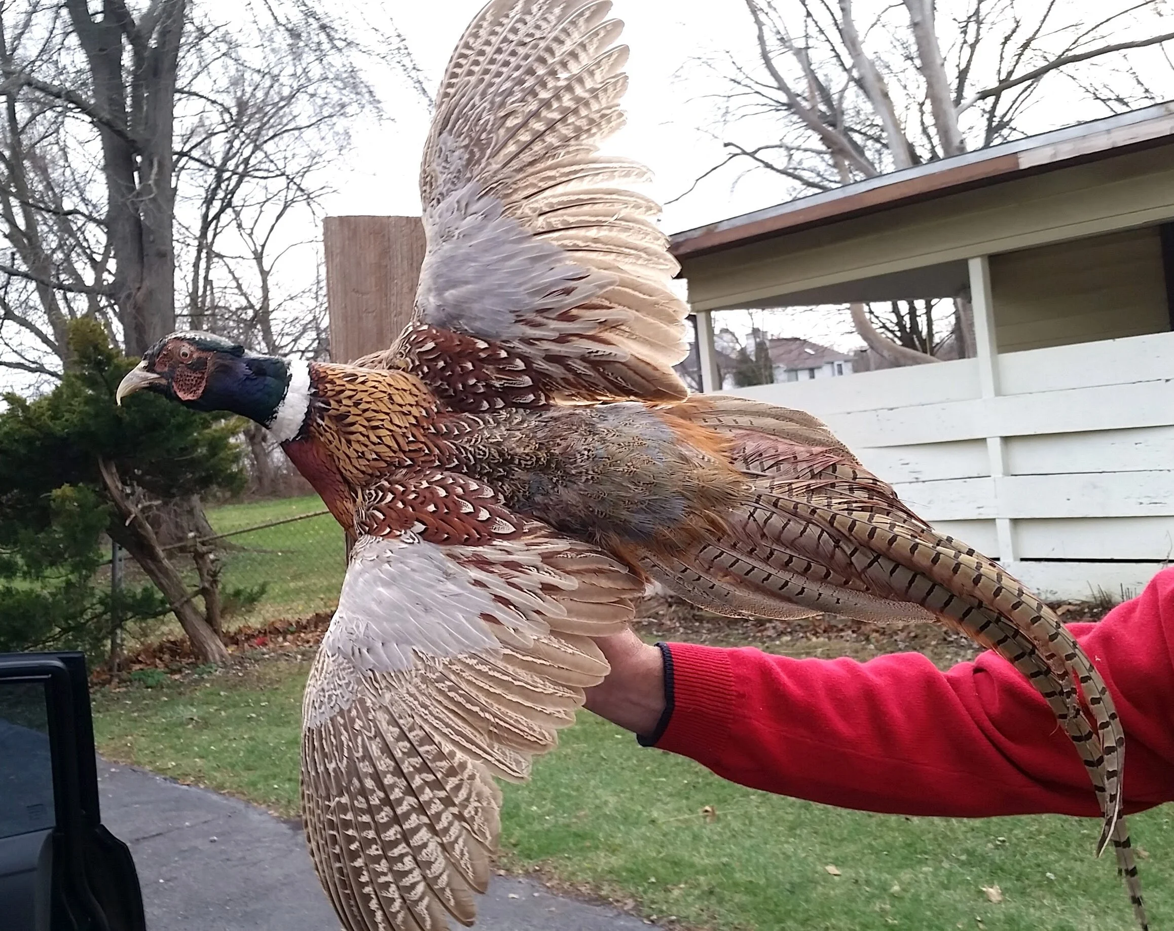 Stuffed Mounted Pheasant .jpg