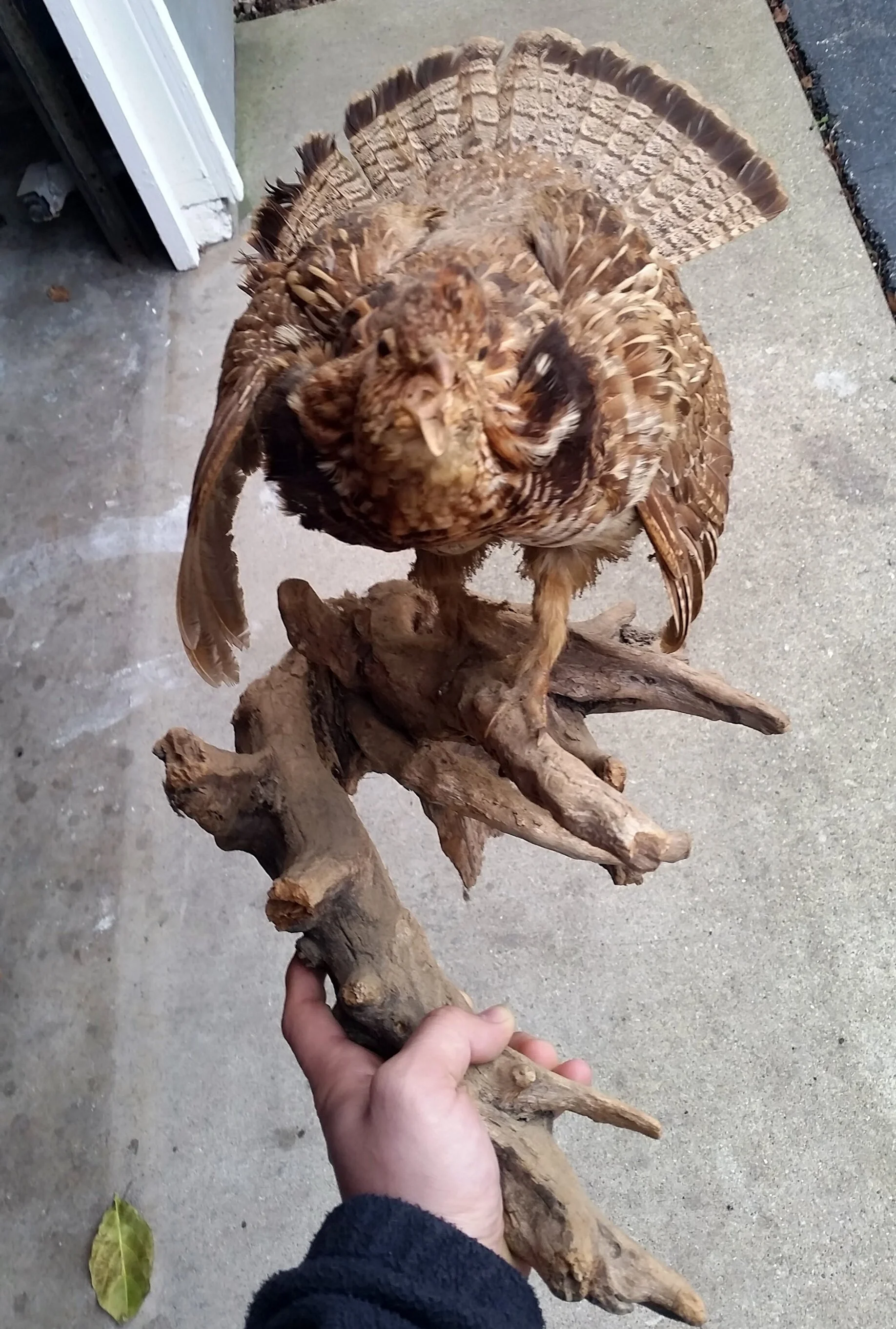 Stuffed Female Grouse.jpg