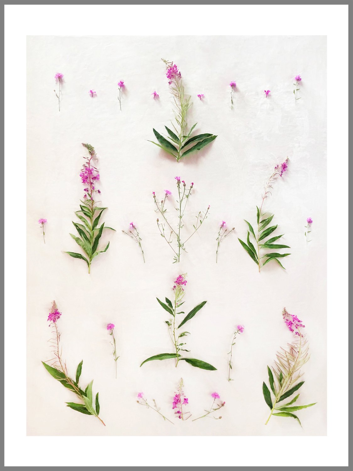 Fireweed.jpg
