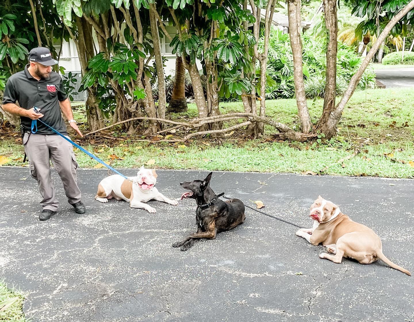 Training day with the best @rushk9. Koda and Kola did great today with Duke
.
.
.
.
.
.
#americanbully #americanbullyxl #americanbullyofficial #americanbullies #abkc #bully #bullybreed #bullies #bullylife #bullymagazine #bulliesofinstagram #bullylove