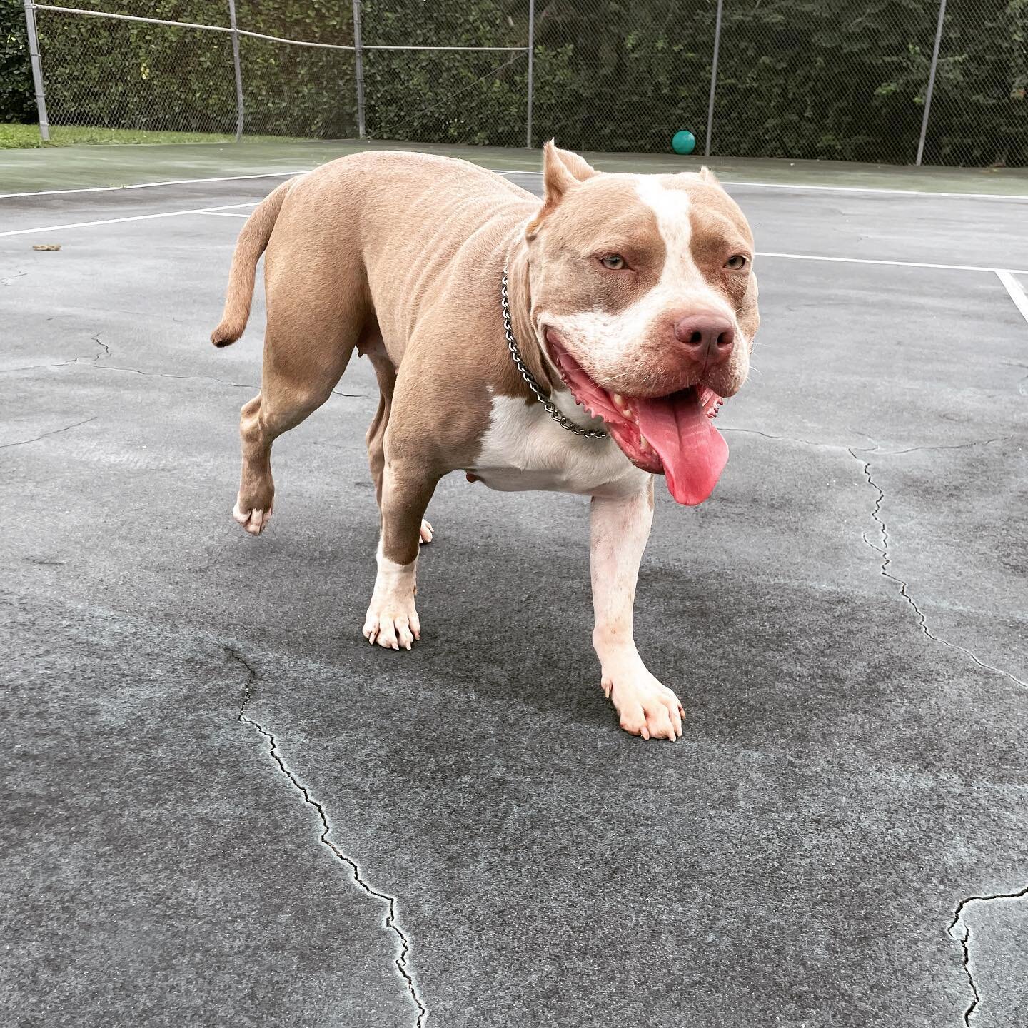 Trying to enjoy the outside with all this bad weather we have been having here in South Florida .
.
.
.
.
.
.
#americanbully #americanbullyxl #americanbullyofficial #americanbullies #abkc #bully #bullybreed #bullies #bullylife #bullymagazine #bullies