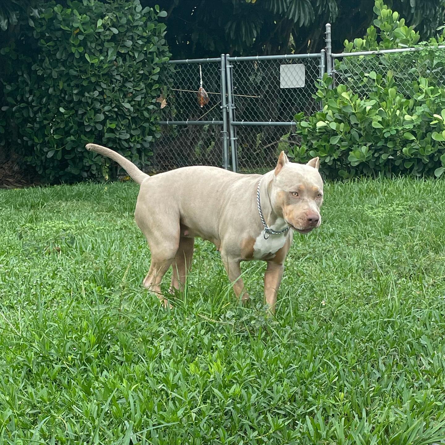Foxy out here in the tall grass enjoying the sunshine .
.
.
.
.
.
.
#americanbully #americanbullyxl #americanbullyofficial #americanbullies #abkc #bully #bullybreed #bullies #bullylife #bullymagazine #bulliesofinstagram #bullylove #bullypuppies #bull