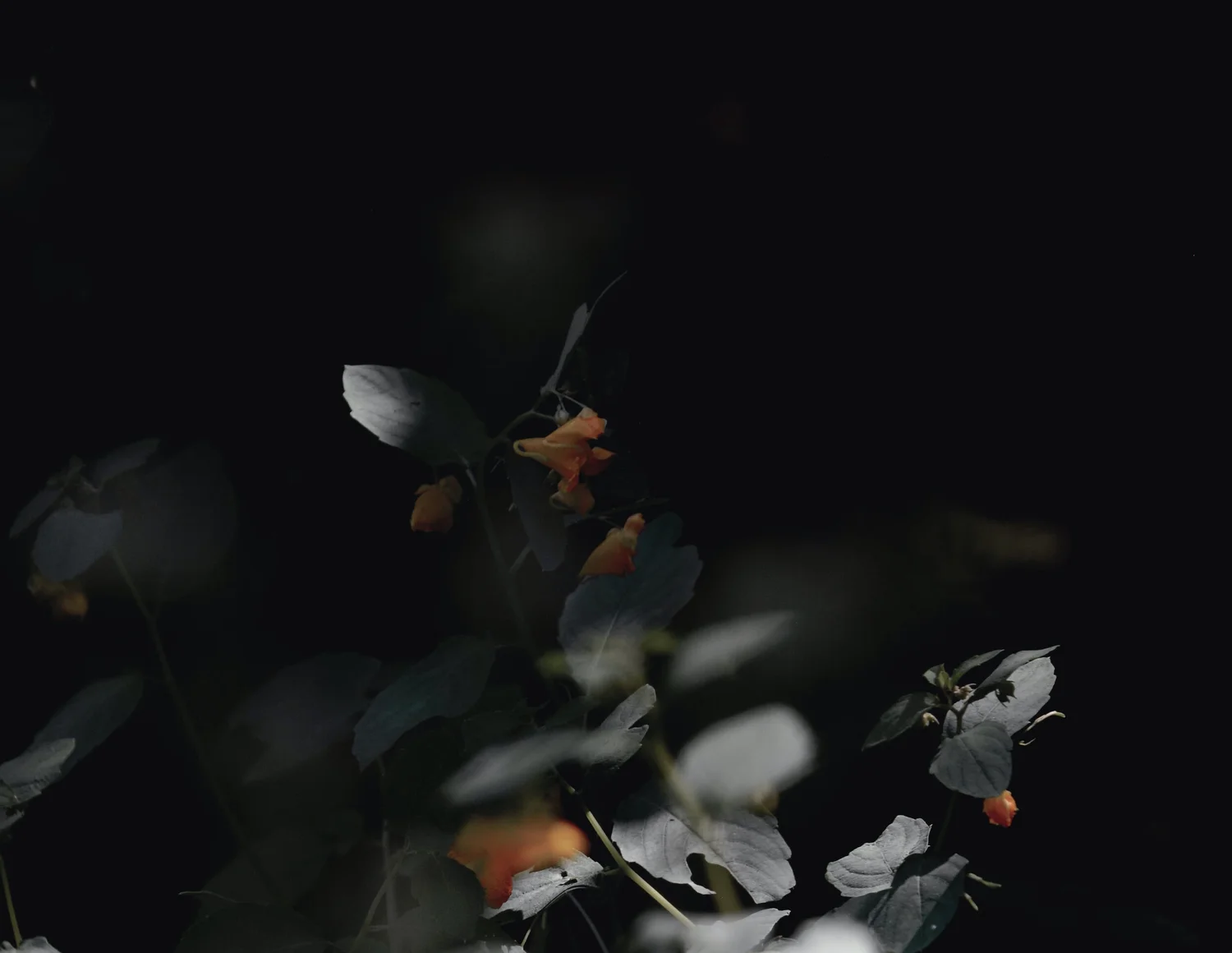 Liturgies — Cole Arthur Riley