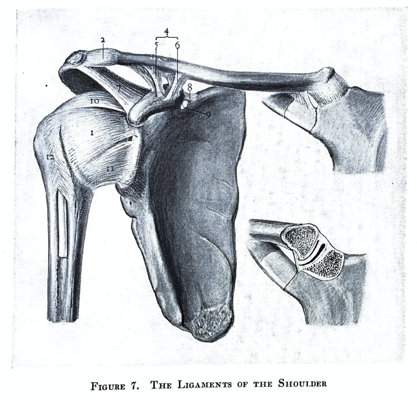 Shoulder Basics — Michael Fu, MD - HSS Shoulder Surgery