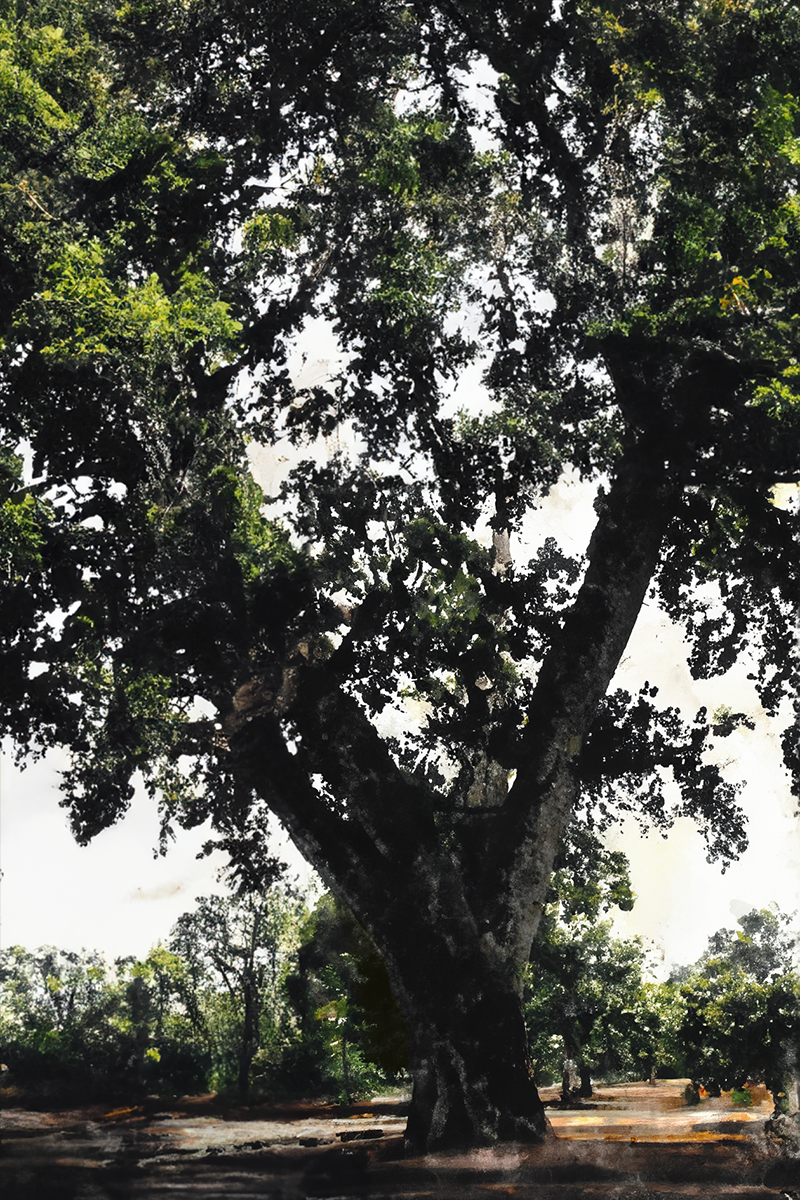 Dad's Old Oak Tree — vortex