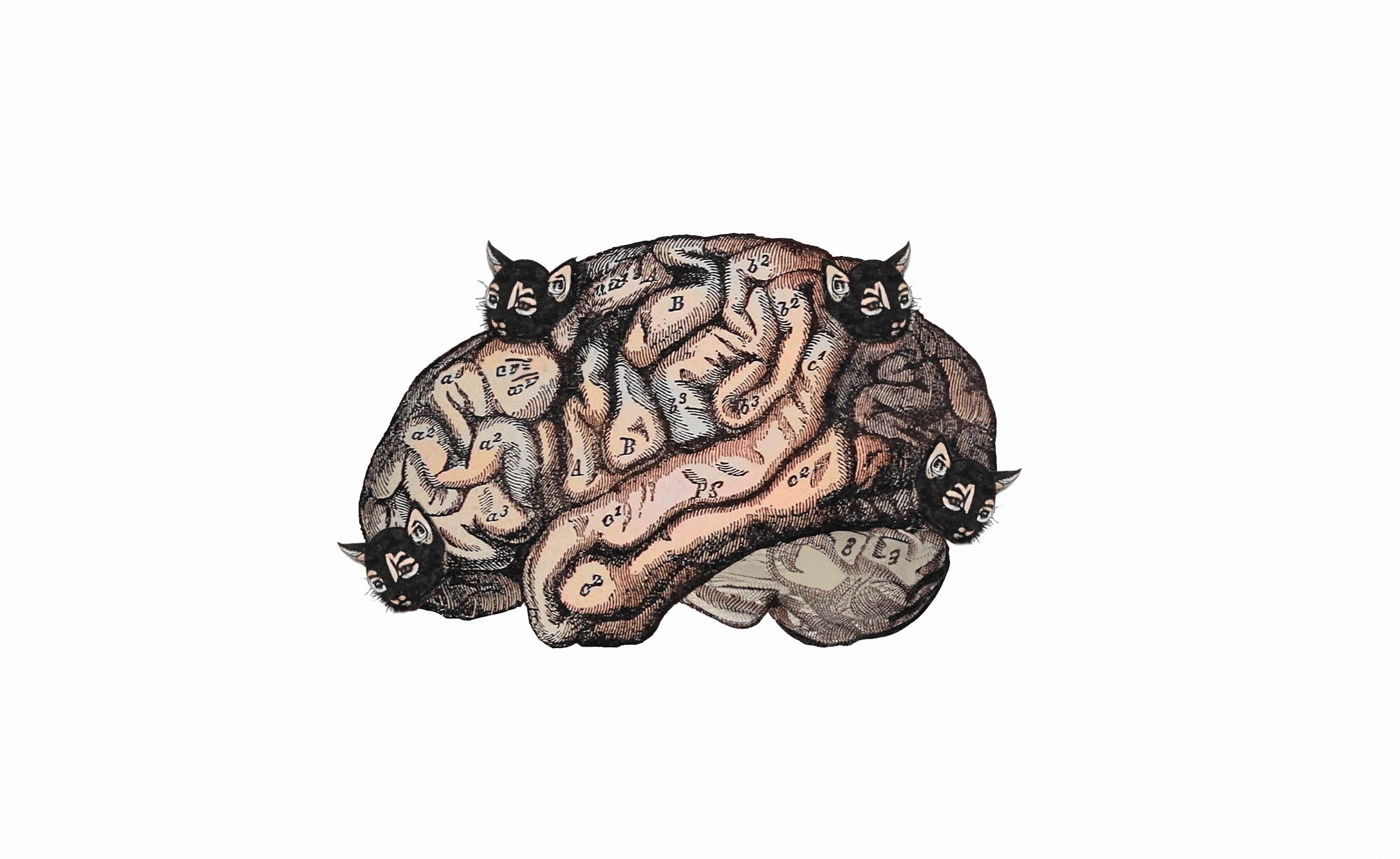 Brain-cats.png