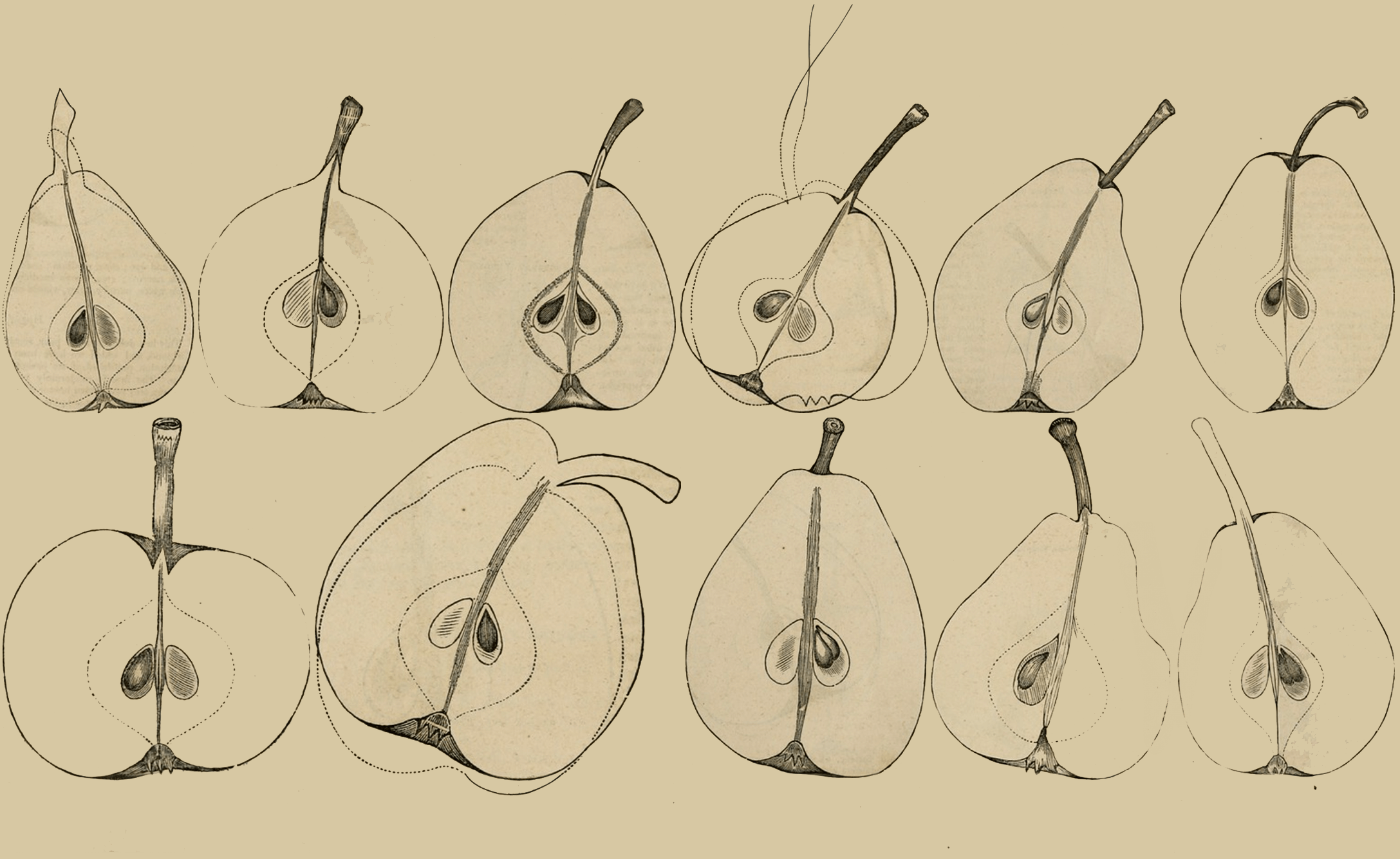 Pears 2 (1).png