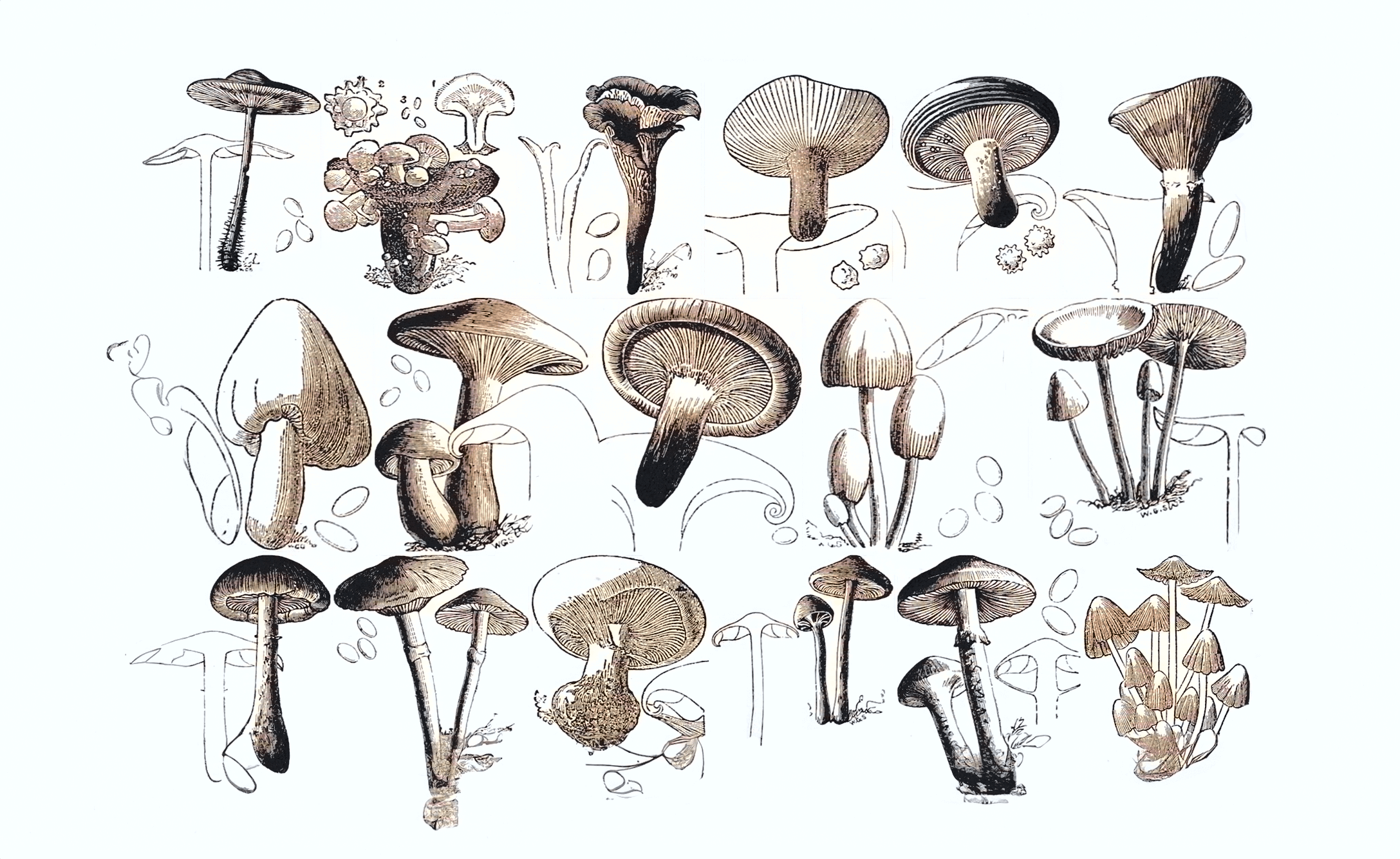 mushrooms.png