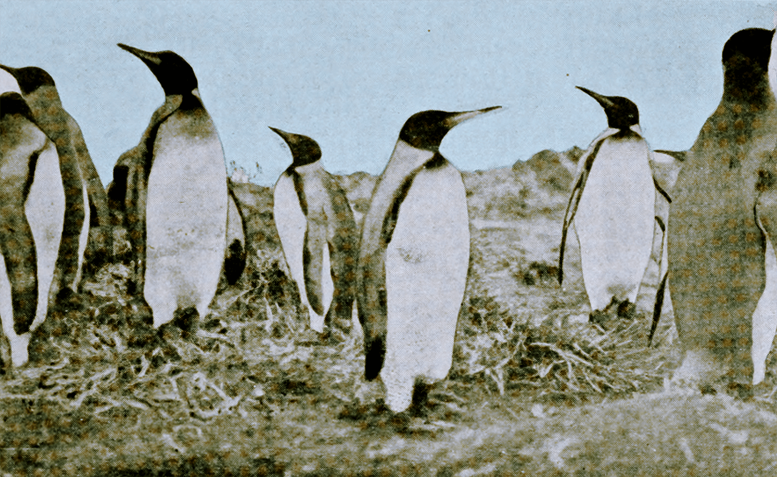 Penguins-sm.png