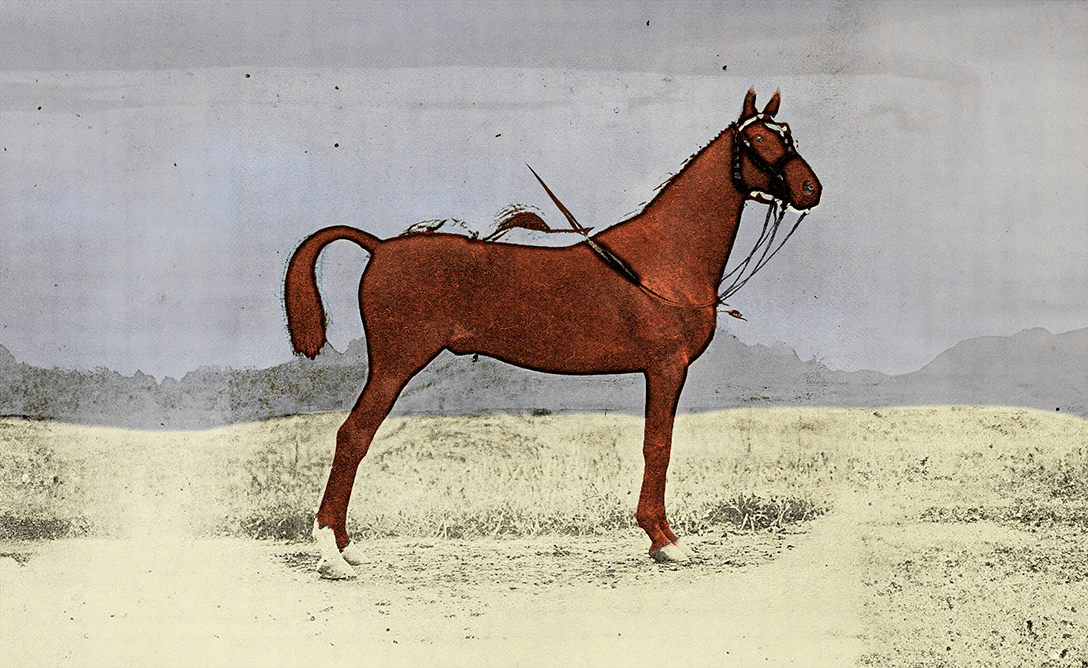 Horse-sm.png