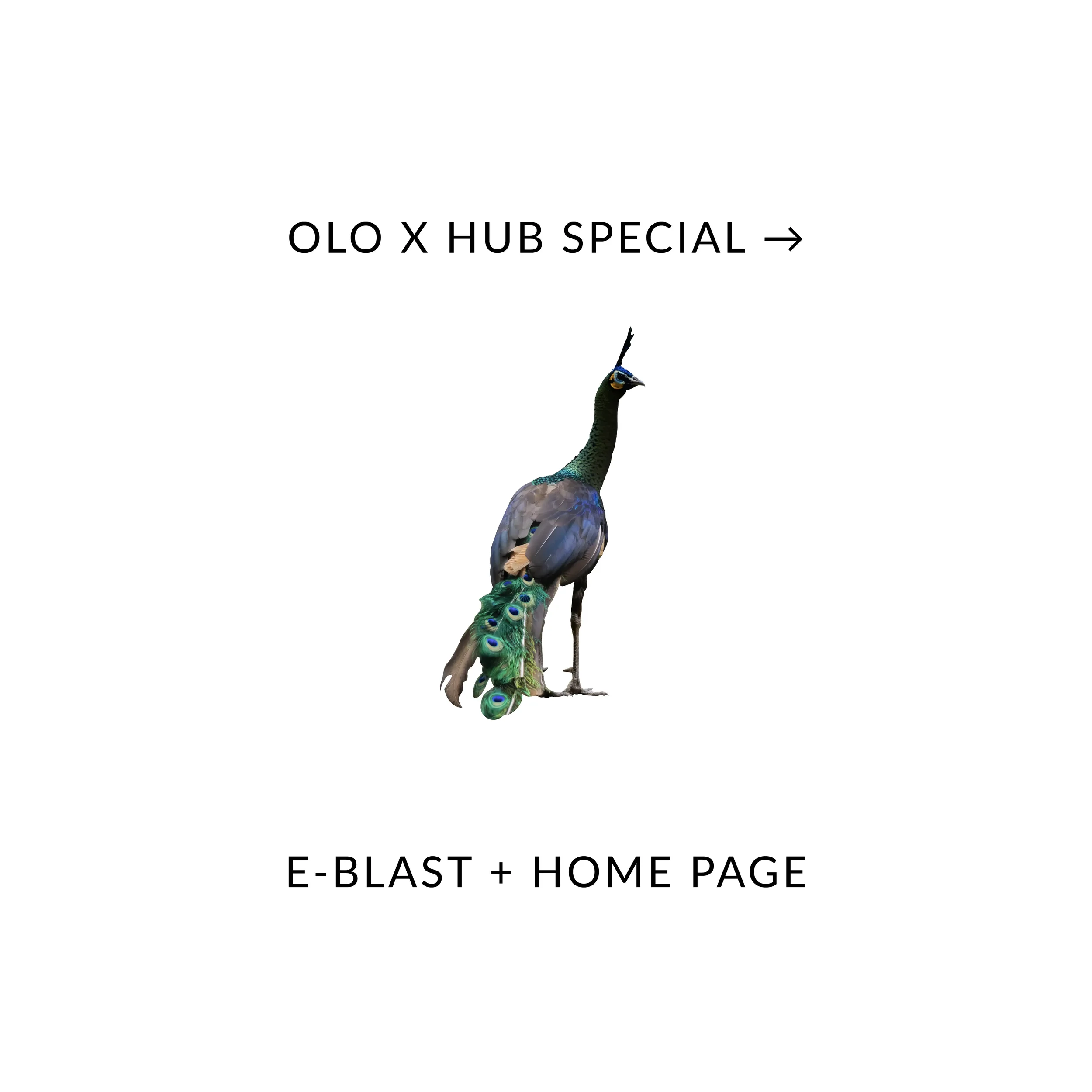 home-page-2_OLO X HUB AD copy.webp