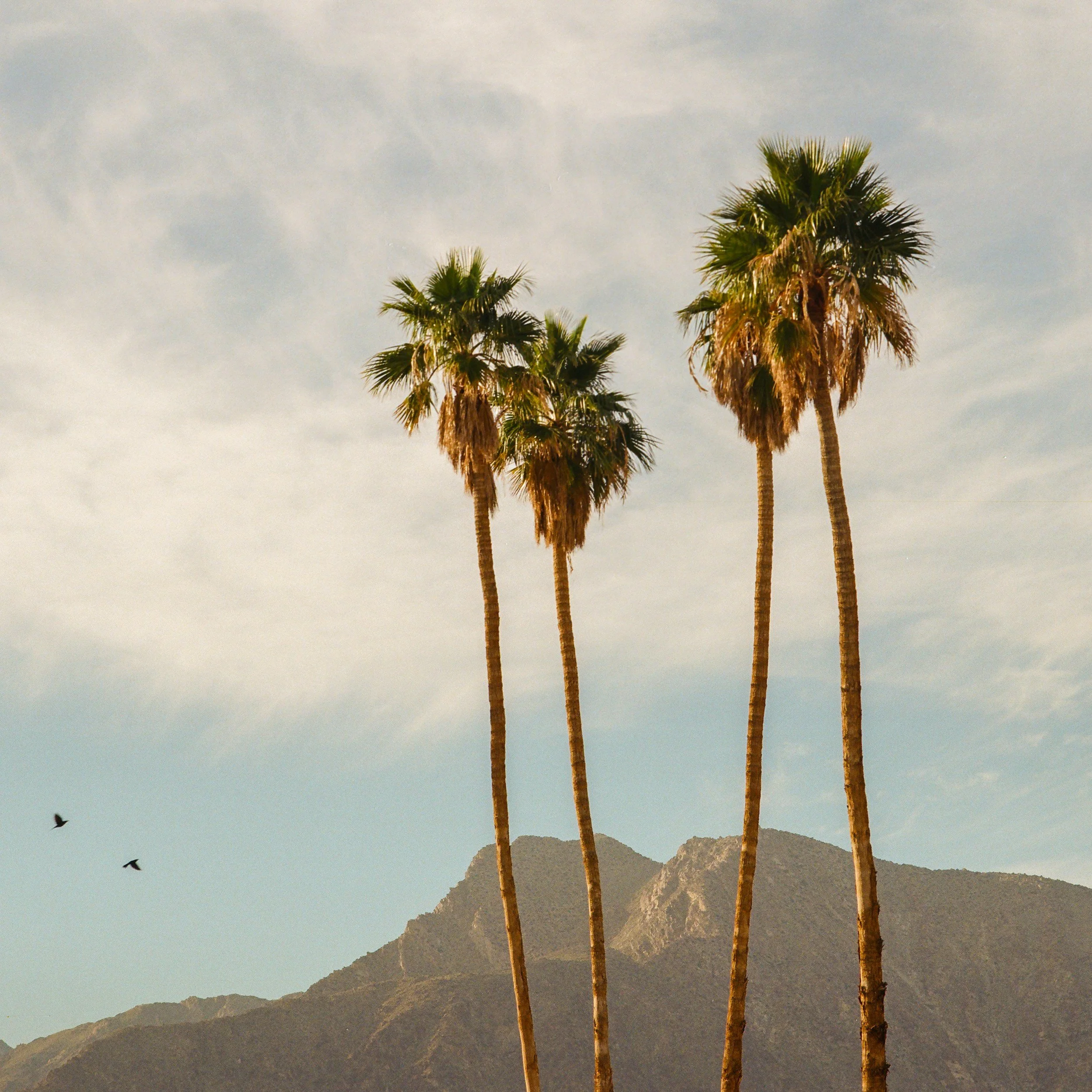 Who is Ojai Actually For?&nbsp;