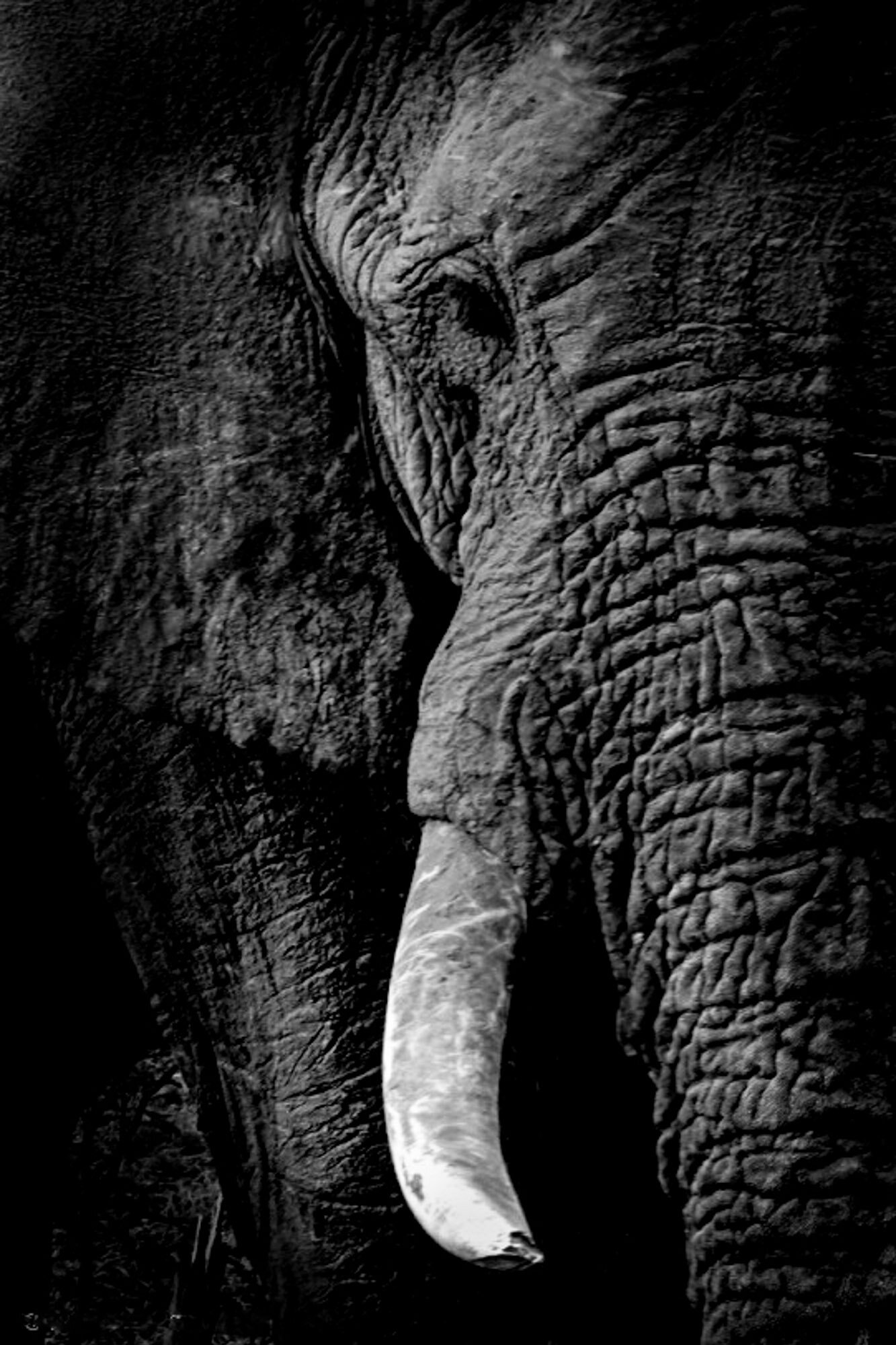 Elephant_close-up_South_Africa_Safari_2016_©_Howard_Wolff-6.jpg