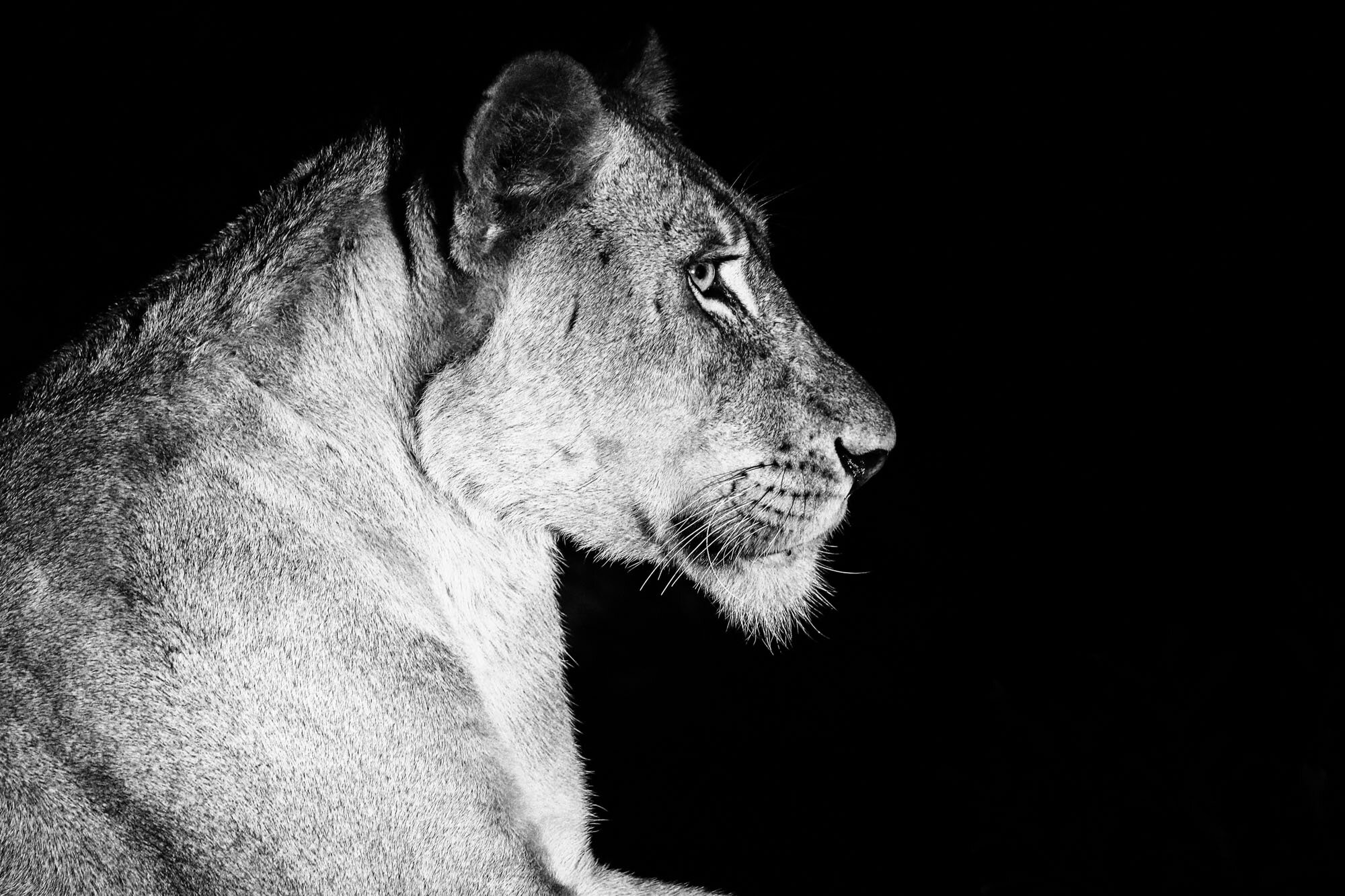Female_Lion_profile_at_night_South_Africa_Safari_2016_©_Howard_Wolff-9.jpg