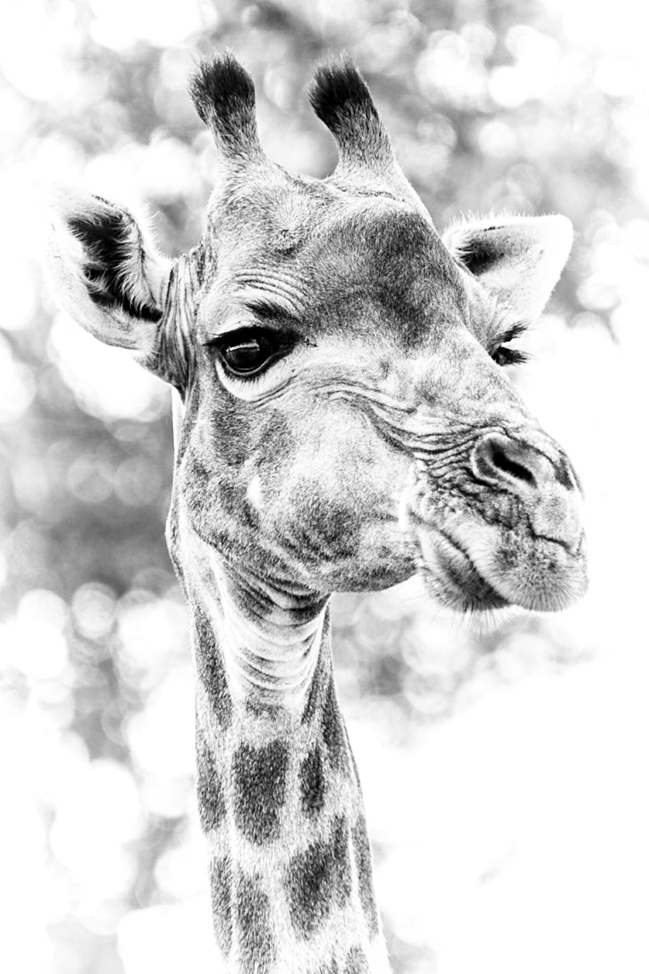 Giraffe_close-up_South_Africa_Safari_2016_©_Howard_Wolff-10.jpg