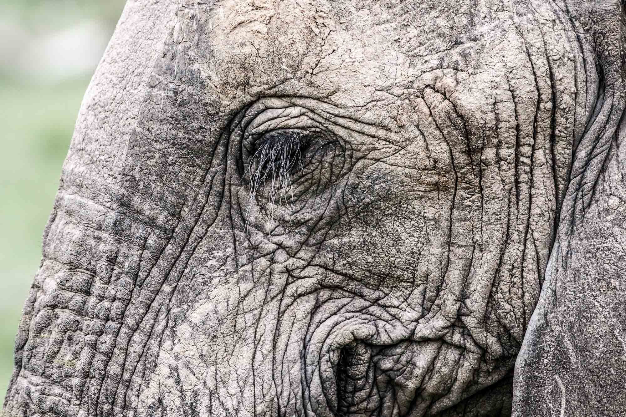 Grey_elephant_close-up_South_Africa_Safari_2016_©_Howard_Wolff-17.jpg