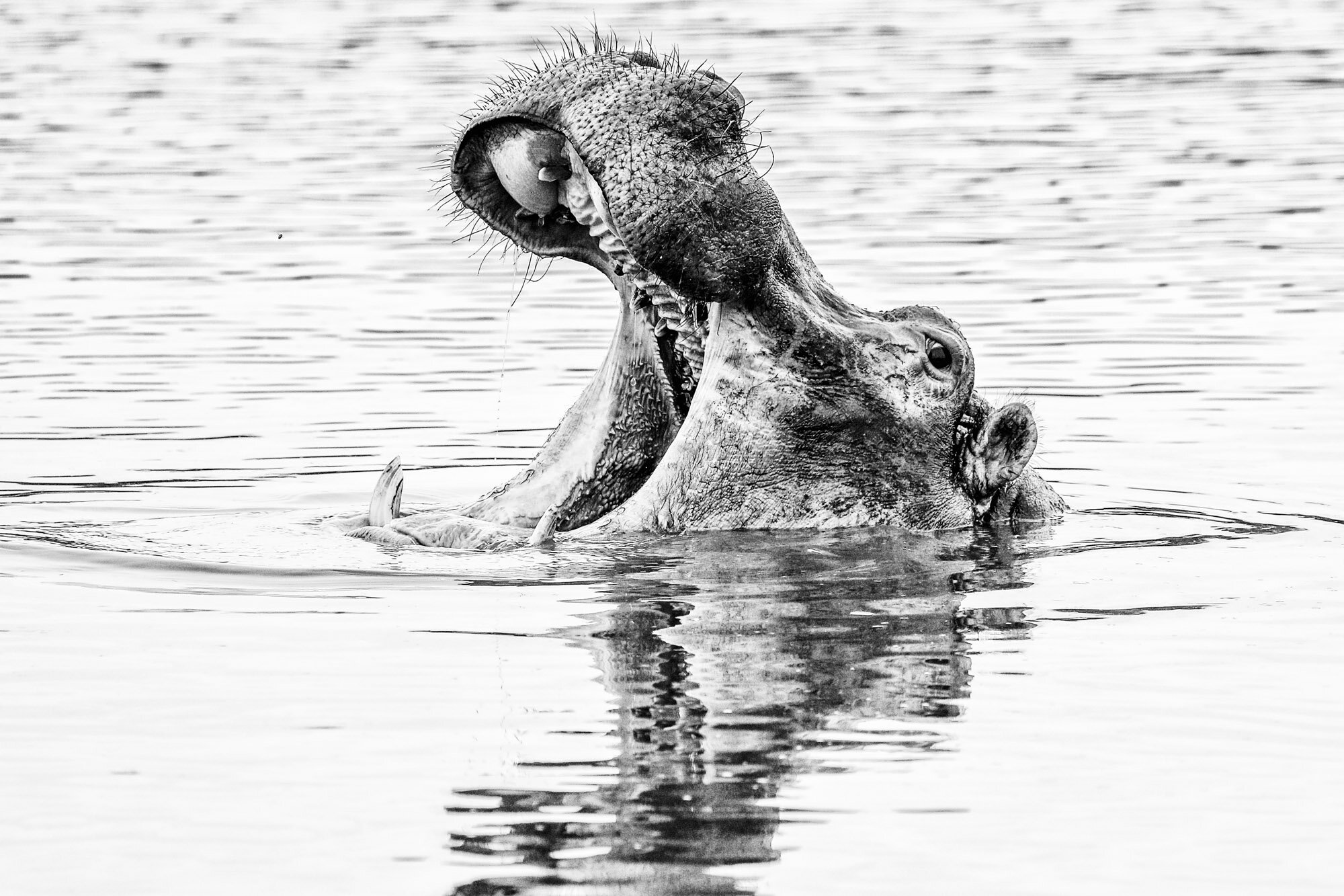 Hippo_yawining_South_Africa_Safari_2016_©_Howard_Wolff-2.jpg