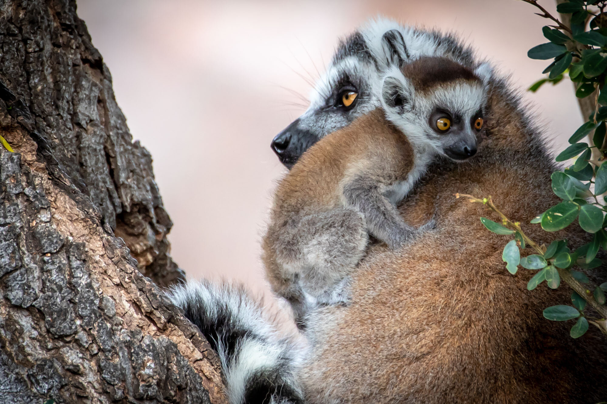Lemur_and_mom_at_Honolulu_Zoo_20190628_©HowardWolff-1.jpg