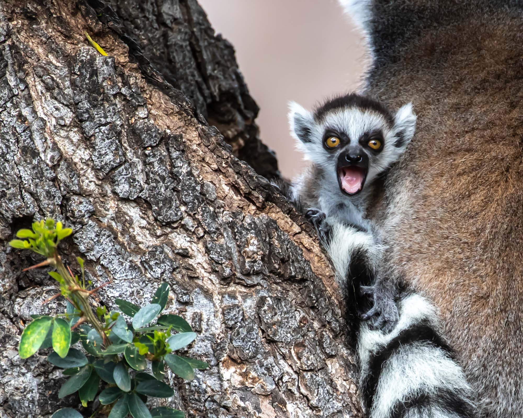 Lemur_at_Honolulu_Zoo_20190628_©HowardWolff-1.jpg