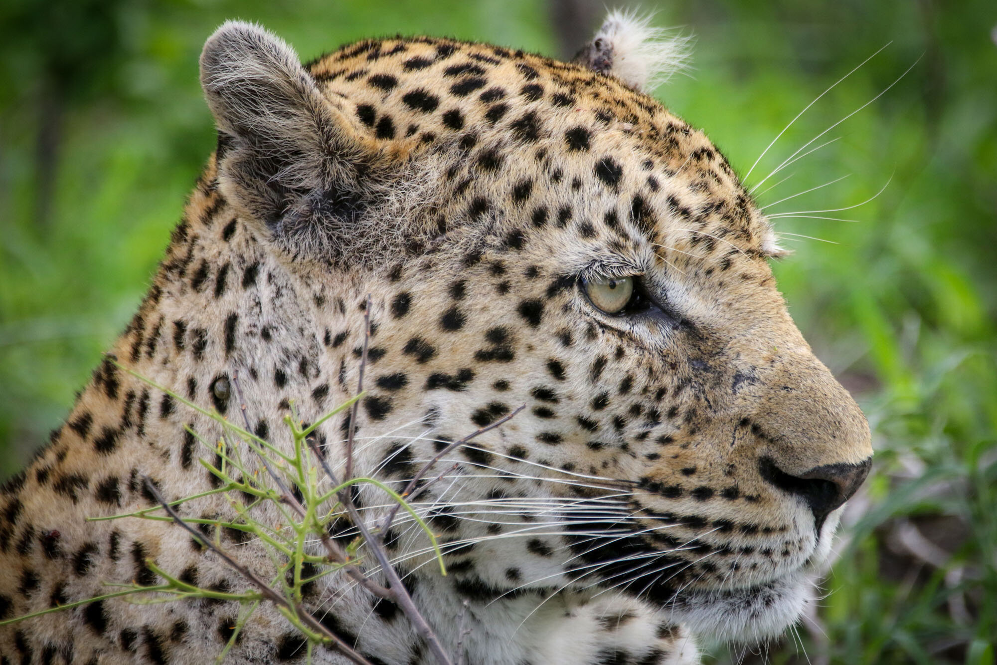 Leopard_in_grass_South_Africa_Safari_2016_©_Howard_Wolff-15.jpg
