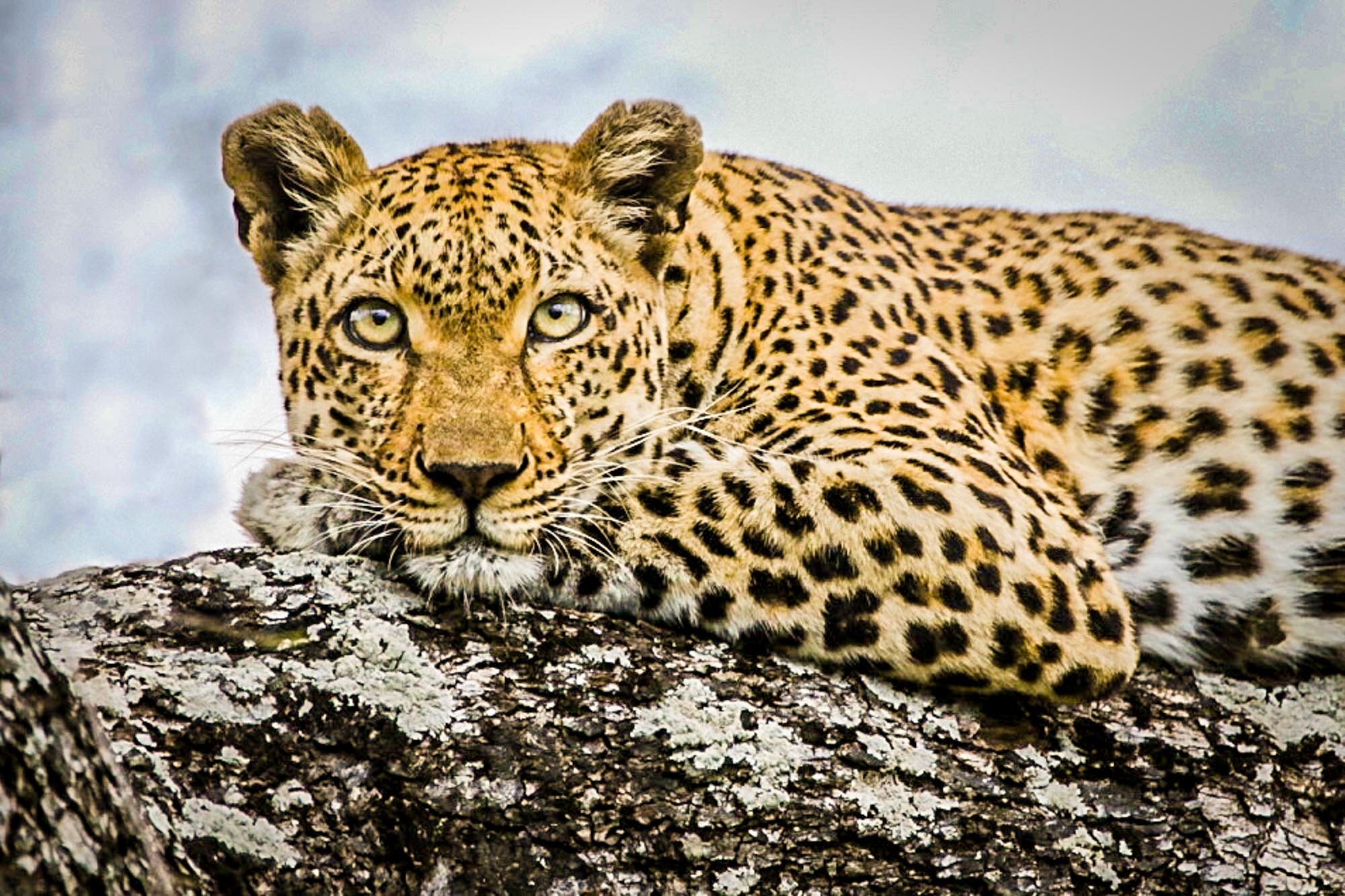 Leopard_in_tree_South_Africa_Safari_2016_©_Howard_Wolff-7.jpg