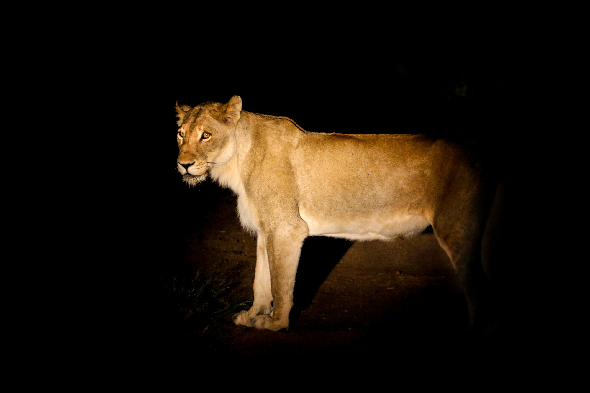 Lion_at_Night_South_Africa_Safari_2016_©_Howard_Wolff-4.jpg