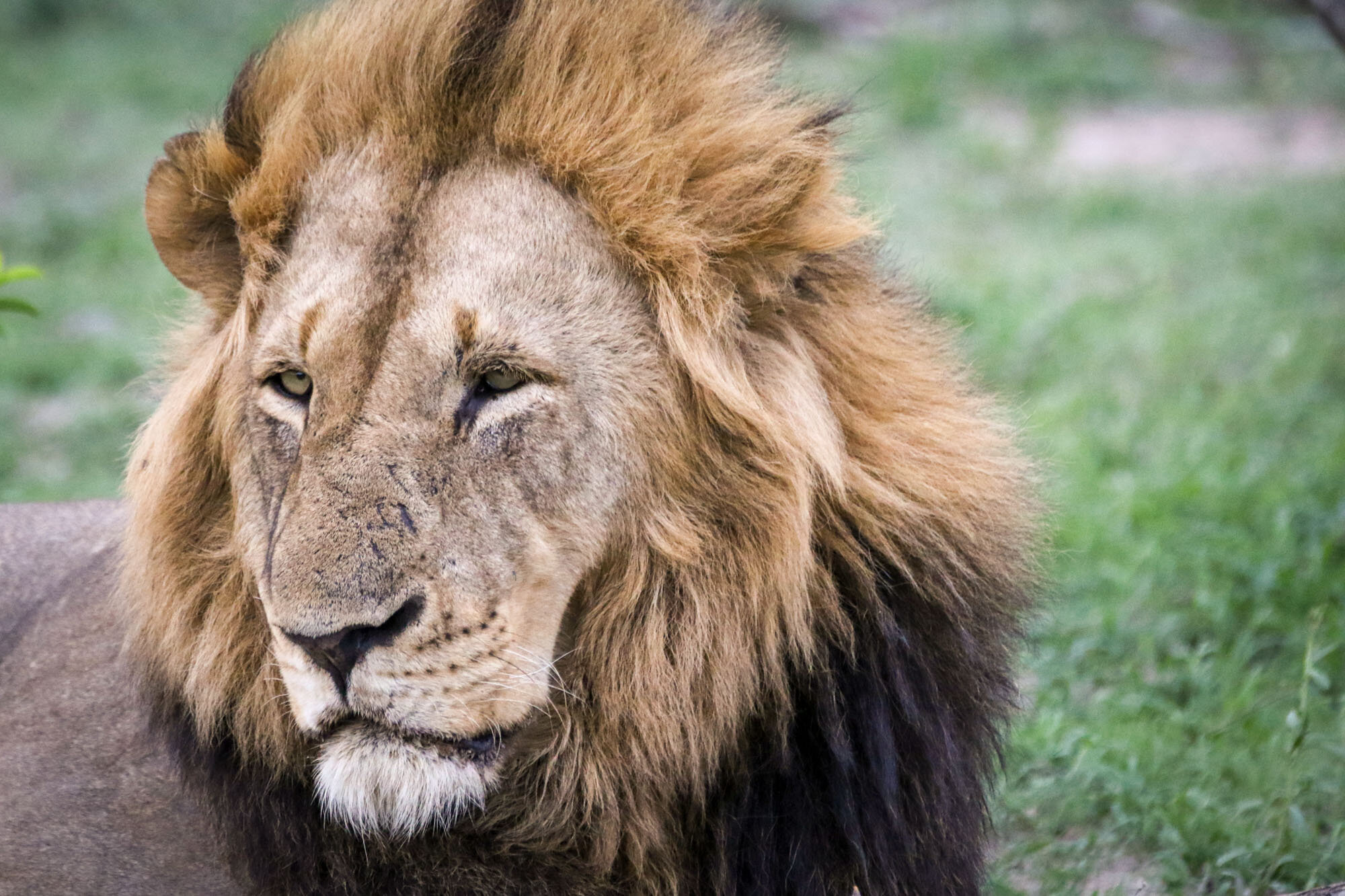 Male_lion_South_Africa_Safari_2016_©_Howard_Wolff-14.jpg