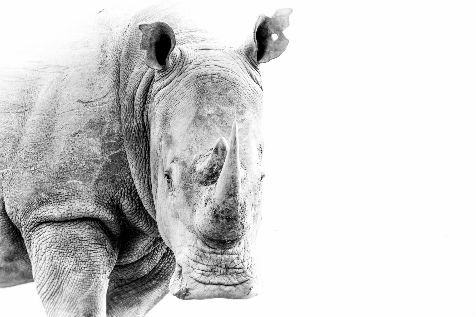 Rhino_South_Africa_Safari_2016_©_Howard_Wolff-21.jpg